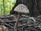 Nagy őzlábgomba (Macrolepiota procera), Budai-hegység